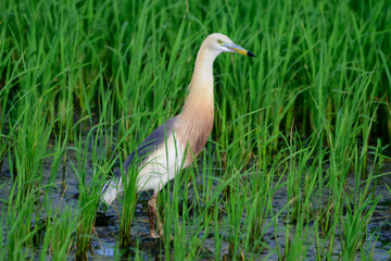 Egret in the green field