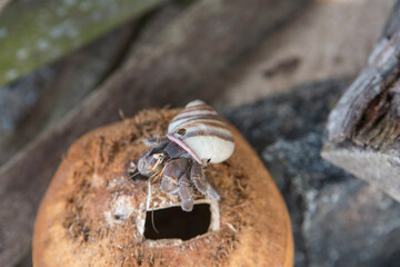 Detailed close up macro animal day shot of a soldier hermit crab on top of a broken brown coconut with a natural grey bokeh blurred background