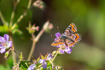 wild butterfly on a natural background