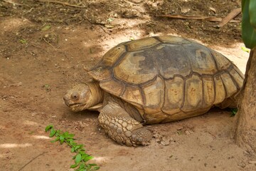 Sleepy Turtle after lunch in Korat Zoo, Thailand.