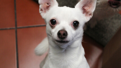 Chihuahua blanco albino mirando atento