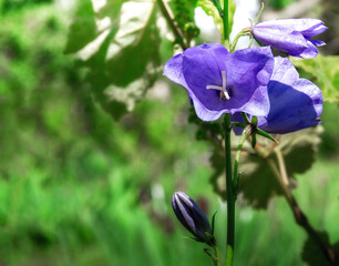 Blooming blue bell