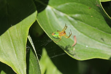 Unterseite der Kürbisspinne - Araniella curcurbitina