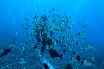 school of fish and diver