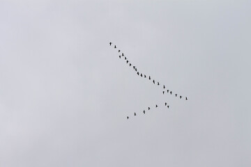 minimalism a flock of migrating birds