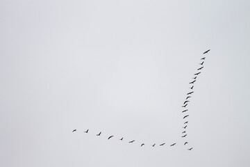 minimalism a flock of migrating birds