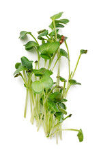 Bunch of micro green sprouts isolated on white background