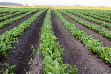 Fototapeta na wymiar Sugar beet crops field, agricultural landscape. A field of beets at dawn, with several high-rise buildings in the background. Seedlings in even rows.