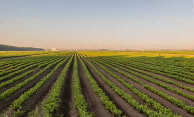 Fototapeta na wymiar Sugar beet crops field, agricultural landscape. A field of beets at dawn, with several high-rise buildings in the background. Seedlings in even rows.
