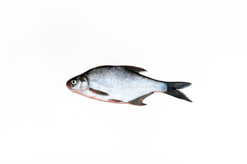 fresh fish isolated on white background