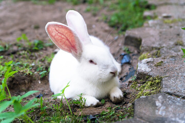 cute white rabbit on grass