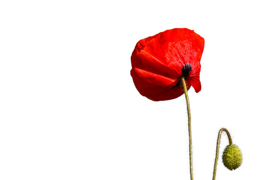 Isolated poppy flower on white background