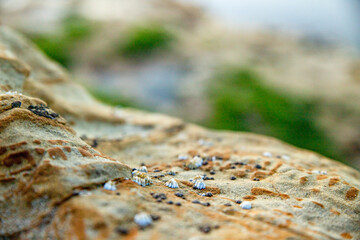 Tiny Barnacles by the Natural Bridges @Santa Cruz, CA.