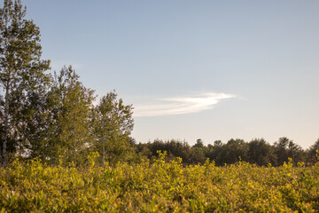 Fototapeta premium trees in the field