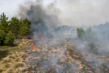 Forest fire in the coniferous forest, aerial view. The human factor that caused the disaster. Shooting from the drone.