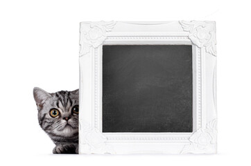 Cute junior silver tabby British Shorthair cat, laying down, peeping around corner of blackboard...