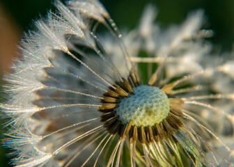 fluffy dandelion fluff and dew drops, blurred details, close up