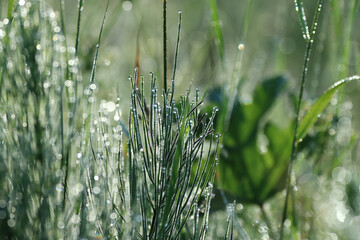 Abstract blurred dew droplets bokeh on young green field horsetail. 