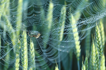 Young wheat  with dew drops, bokeh, spiderweb and orb-weaver spider. 