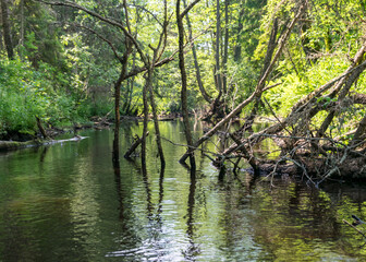a small brown river, trees fall into the water, low river calm,.summer forest river reflection landscape..