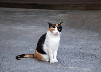 Portrait of a magnificent domestic calico cat, sitting on grey background and looking for something.