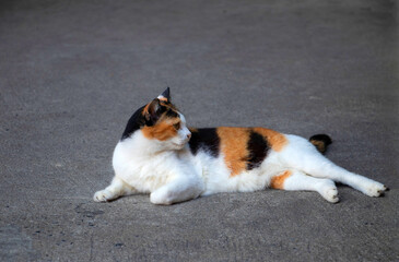 A magnificent domestic tricolor calico cat, black, white, and orange color cat, laying down on grey floor and looking to something 