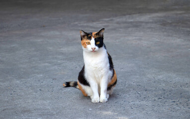 Portrait of a magnificent domestic calico cat, sitting on grey background and looking straight to the camera.