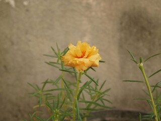 One yellow flower on the wall background, conceptual picture. Thin, graceful twigs with needles leaves of a flowering plant. Close-up, macro, isolated view. Summer garden. Portulaca grandiflora plants