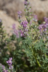 Shades of purple and pink comprise flowers arising from Arizona Lupine, Lupinus Arizonicus, Fabaceae, native Annual on the outskirts of Twentynine Palms, Southern Mojave Desert, Springtime.