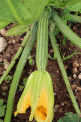 Close-up of striped zucchini plant  growing in the vegetable garden. Cucurbita pepo plant on summer