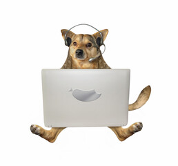 The beige dog in headphones is working with a silver laptop. White background. Isolated.