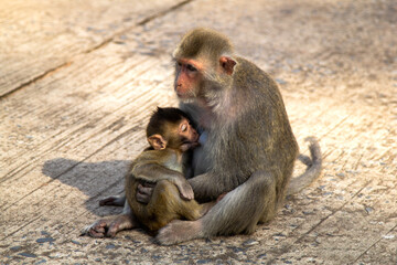 The baby monkey is going to sleep and suck the mother's milk. In the embrace of mother on concrete