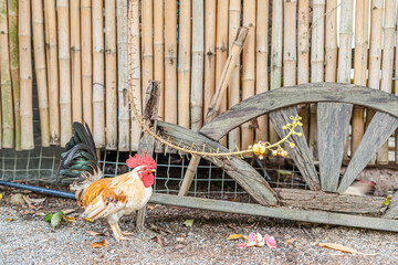 yellow Bantam chickens that were raised on the farm Looking for food Outside the chicken coop