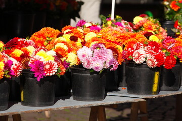 Bunt blühende Dahlien in Blumentöpfen auf einem Blumenmarkt, Deutschland