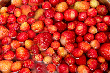 Female hands washed homemade red ripe strawberries in a colander.