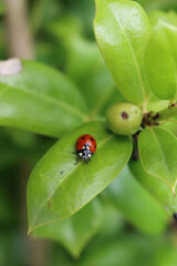 Ladybird on a green leaf. Harmonia axyridis, most commonly known as the harlequin on green leaves of Holly bush in the garden