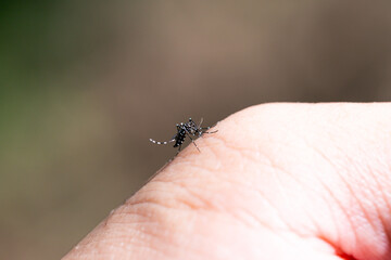 Aedes mosquitoes carrying dengue fever, malaria
