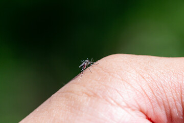 Aedes mosquitoes carrying dengue fever, malaria
