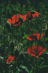 poppy flowers in the field