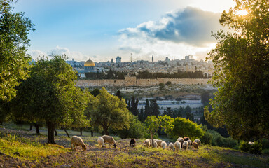 Fototapeta premium Beautiful sunset view of Old City Jerusalem, the Dome of the Rock, the Golden/Mercy Gate, with sheep grazing between olive trees on the Mount of Olives
