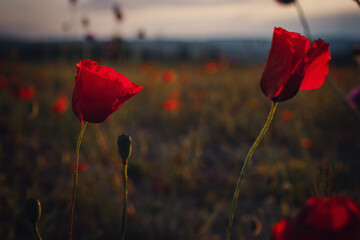 Obraz premium beautiful wild poppies at sunset in the field, close up