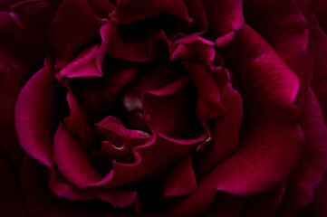 Naklejka premium Background from red rose