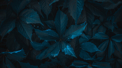 Backgtound of texture of dark leaves closeup