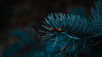 Branch of spruce closeup with bokeh