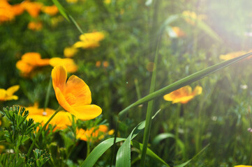 Field of California Golden Poppy
