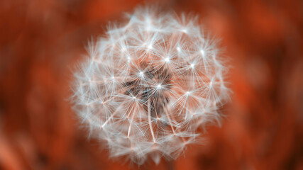 One fluffy white dandelion on background with bokeh