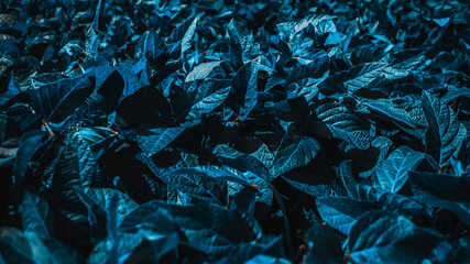 Field of dark peas closeup