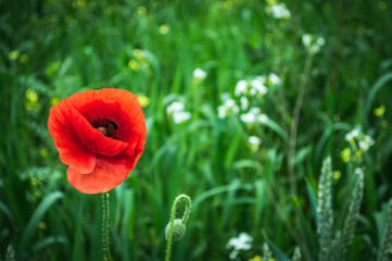 Open bud of red poppy flower in the field