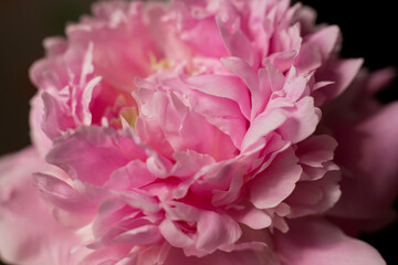Blooming peony on a black background