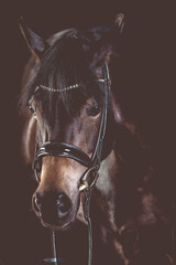 Horse head portraits with bridle low key in matt processing..